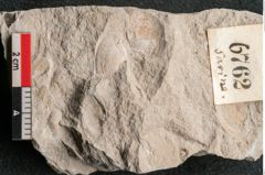 Foto (Detailansicht) von Glyptostrobus europaeus Brongniart (NHMW-GEO-2024-0188-6762)